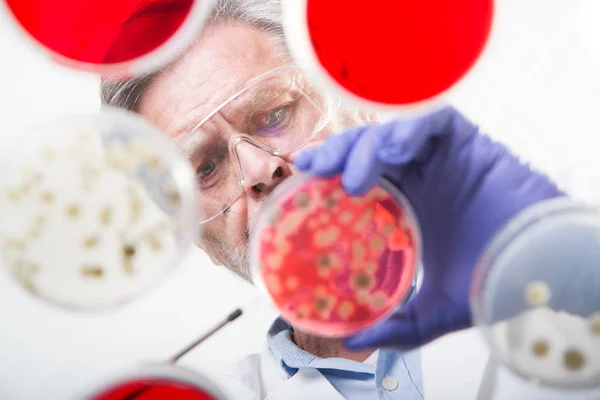 Ανώτερος ερευνητής της επιστήμης της ζωής εμβολιάζοντας βακτήρια. — Φωτογραφία Αρχείου