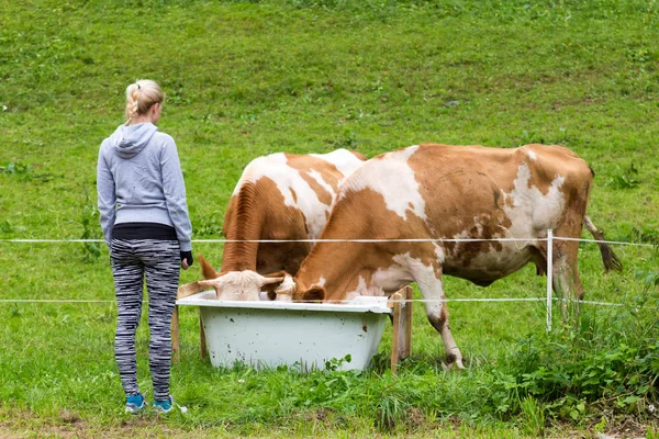 Actieve sportieve vrouwelijke wandelaar observeren en strelen verweiding koeien op de weide. — Stockfoto