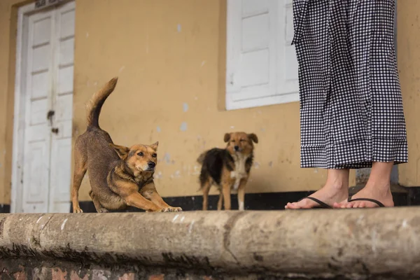 Mutlu tembel sokak köpeği dışarı asılı tren istasyonunda. — Stok fotoğraf