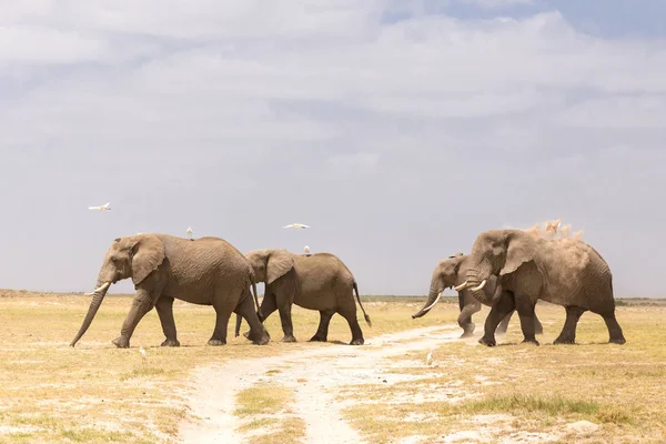 Rebanho de elefantes selvagens no Parque Nacional Amboseli, Quênia . — Fotografia de Stock