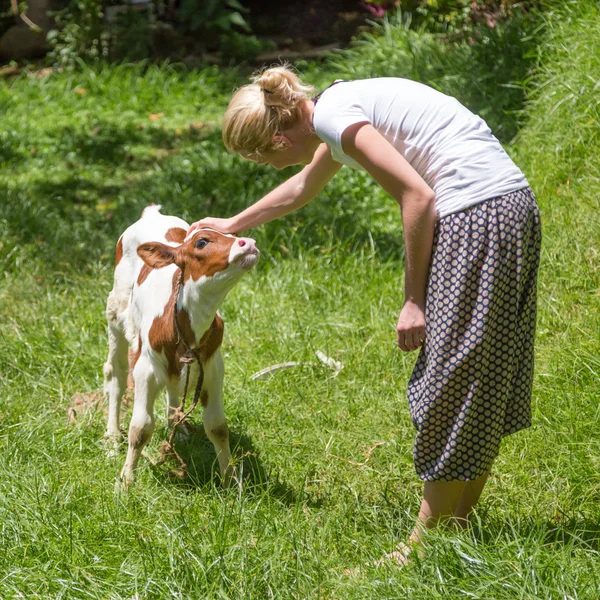 Kobieta pieszczot cute baby krowy na łące. — Zdjęcie stockowe