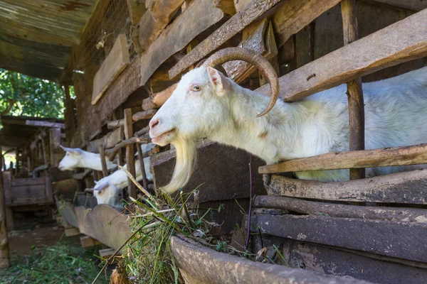 Cabras brancas domésticas curiosas enfiam suas cabeças através de barras de estábulo . — Fotografia de Stock