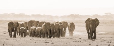 Herd of wild elephants in Amboseli National Park, Kemya. clipart
