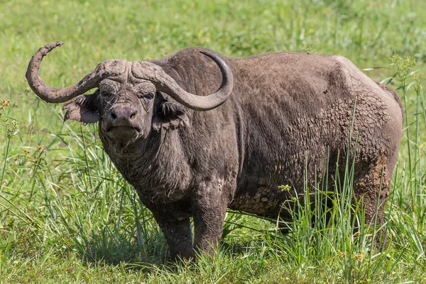 Ngorongoro krateri, Tanzanya Afrika Buffalo'da — Stok fotoğraf