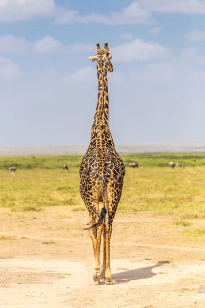 Eenzame giraf in Amboseli national park, Kenia. — Stockfoto