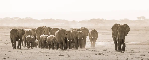 Manada de elefantes salvajes en el Parque Nacional Amboseli, Kemya . — Foto de Stock