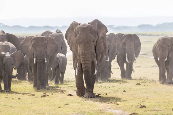 ケニアのアンボセリ国立公園で野生の象の群れ. — ストック写真