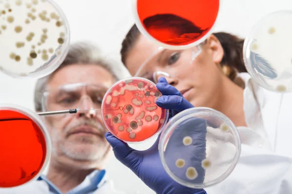 Life scientists researching in the health care laboratory. — Stock Photo, Image