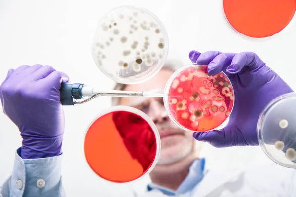 Senior life science researcher grafting bacteria. — Stock Photo, Image