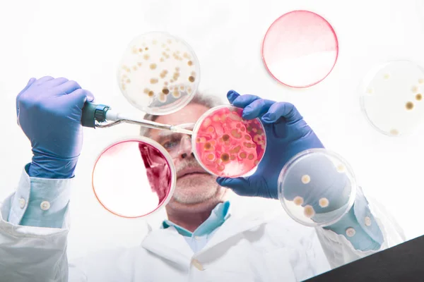 Senior life science researcher grafting bacteria. — Stock Photo, Image