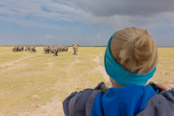 女人看群大象非洲野生动物狩猎。安博塞利，肯尼亚. — 图库照片