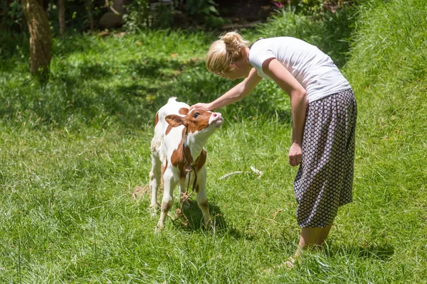 Vrouw strelen schattige baby-koe op weide. — Stockfoto