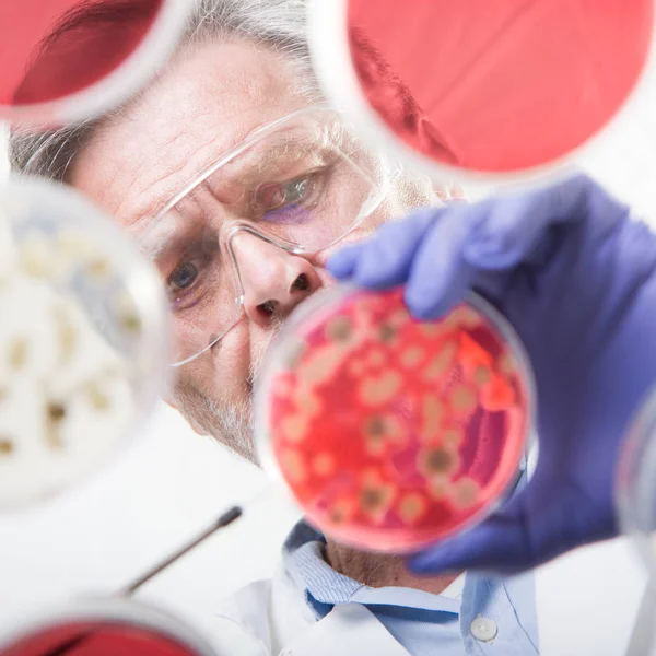 Senior life science researcher grafting bacteria. — Stock Photo, Image