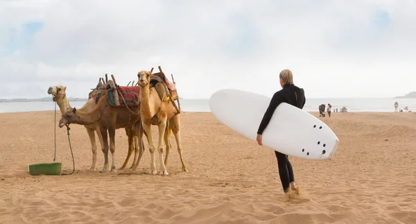 Ženské surfař a velbloudy na pláži, essaouira, Maroko, Afrika. — Stock fotografie