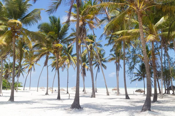 Perfecte witte zandstrand met palm bomen, prestation, Zanzibar, Tanzania — Stockfoto