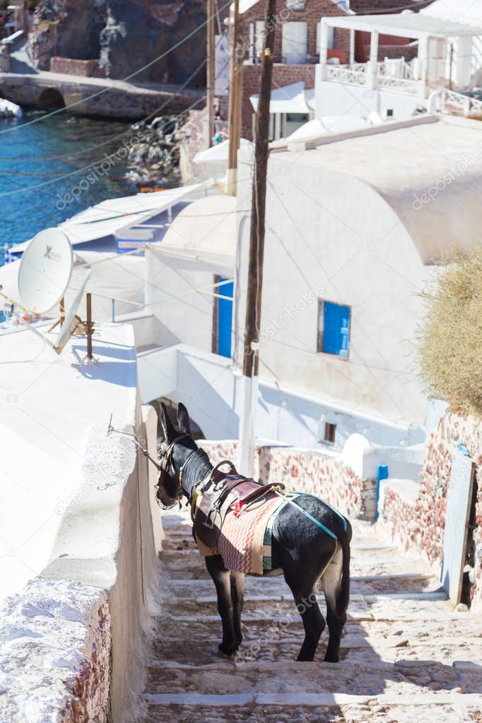 Donkey that works as tourist taxis on the island of Santorini, Cyclades, Greece.
