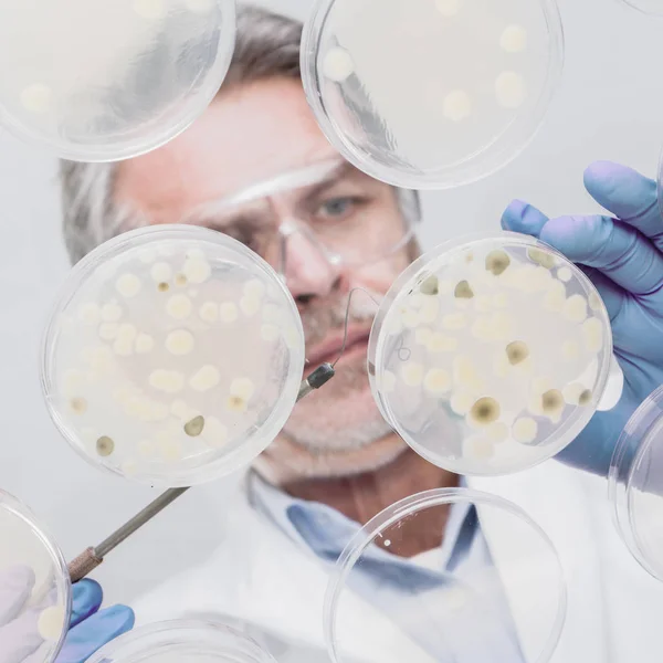 Senior life science researcher grafting bacteria. — Stock Photo, Image