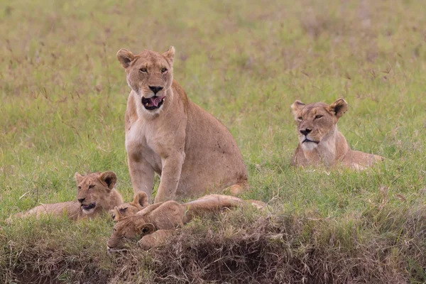 Lwica z jej szczeniaki w w Ngorongoro crater consrvation rejon, Tanzania, Afryka. — Zdjęcie stockowe