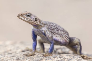 Mwanza yassı taş agama, Serengeti Milli Parkı, Tanzanya.