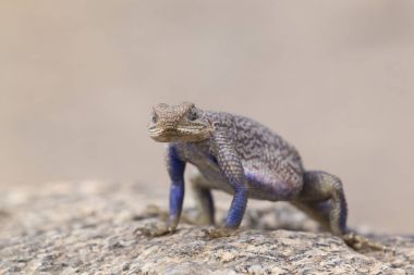 Mwanza yassı taş agama, Serengeti Milli Parkı, Tanzanya.