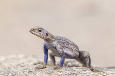 Mwanza yassı taş agama, Serengeti Milli Parkı, Tanzanya.