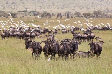 Tanzanya, Doğu Afrika Serengeti Milli Parkı içinde otlatma antiloplar.