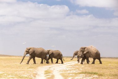 Amboseli Ulusal Parkı, Kenya fil sürüsü.