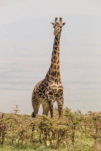 Solitary giraffe in Amboseli national park, Kenya. — Stock Photo, Image