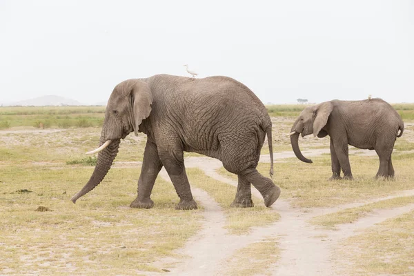 Rebanho de elefantes selvagens no Parque Nacional Amboseli, Quênia . — Fotografia de Stock