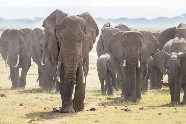 Rebanho de elefantes selvagens no Parque Nacional Amboseli, Quênia . — Fotografia de Stock