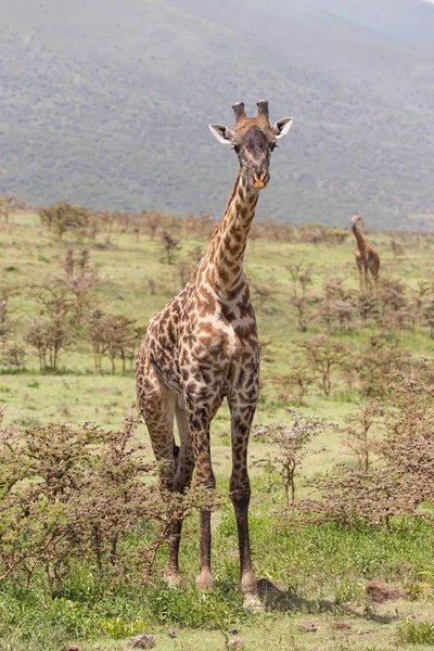 Amboseli Ulusal Park, Kenya zürafa. — Stok fotoğraf