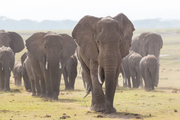 Rebanho de elefantes selvagens no Parque Nacional Amboseli, Quênia . — Fotografia de Stock