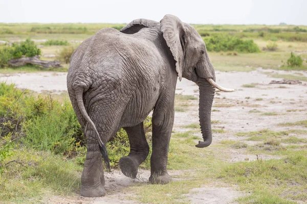 ช้างป่าในอุทยานแห่งชาติ Amboseli, เคนย่า . — ภาพถ่ายสต็อก