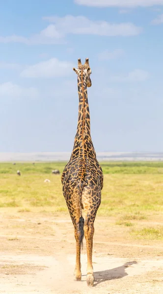 Solitary giraffe in Amboseli national park, Kenya. — Stock Photo, Image