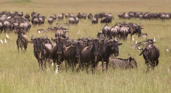 牛羚放牧在东非坦桑尼亚的塞伦盖蒂国家公园. — 图库照片