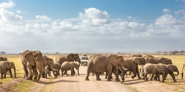 Rebanho de grandes elefantes selvagens cruzando estrada de terra no parque nacional de Amboseli, Quênia . — Fotografia de Stock