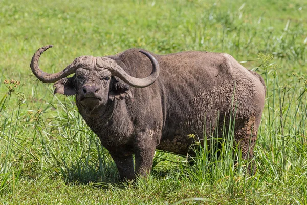 Büyük erkek Afrika manda, Syncerus caffer, otlatma. — Stok fotoğraf