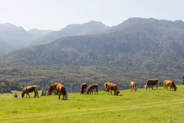 Vieh auf der Wiese am Bohinjer See in den slowenischen Alpen mit Bergen im Hintergrund. — Stockfoto