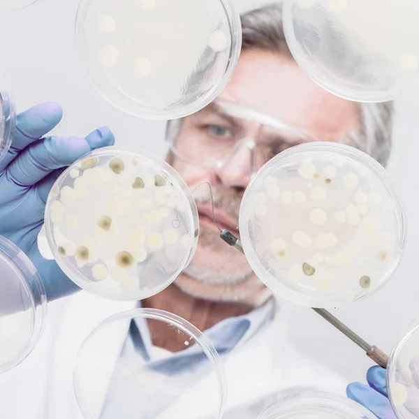 Senior life science researcher grafting bacteria. — Stock Photo, Image