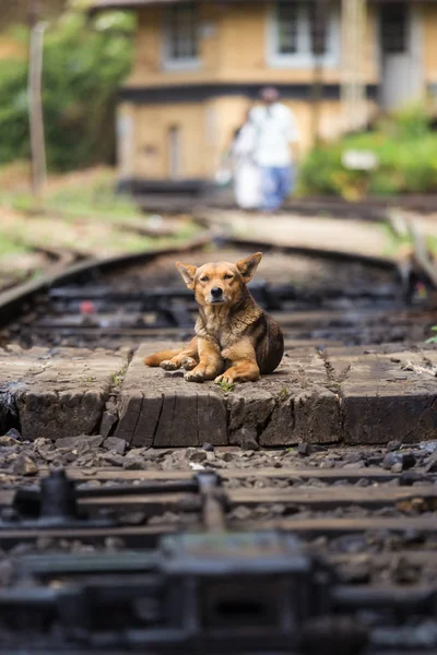 Lonley perro callejero mintiendo las vías del ferrocarril . — Foto de Stock
