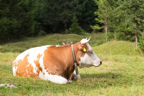 Vaca pastando no prado alpino, Eslovênia . — Fotografia de Stock
