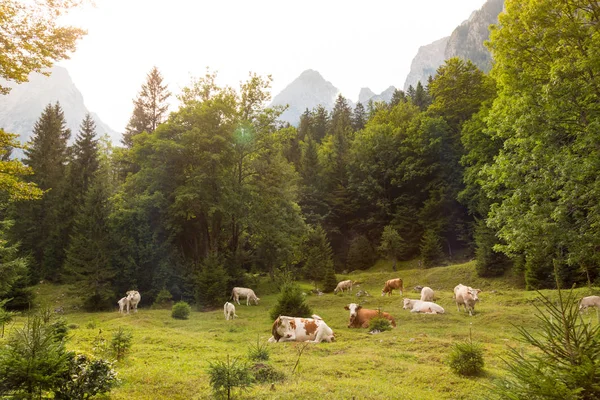 Mucche al pascolo su prati alpini, Slovenia . — Foto Stock