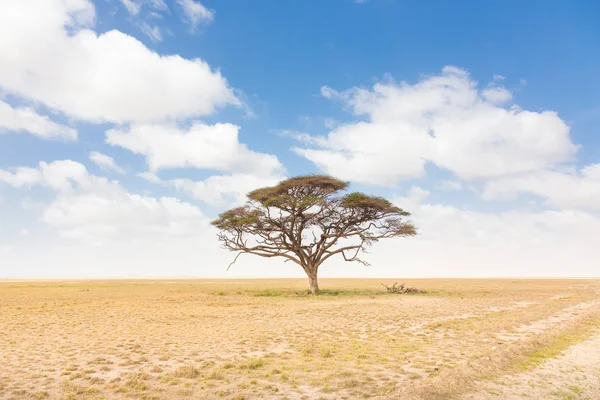 肯尼亚非洲 savana 平原孤相思树. — 图库照片