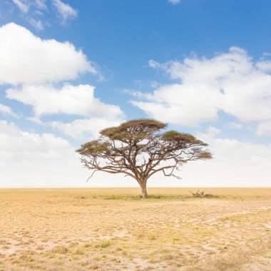 Yalnız akasya ağacı Afrika savana Kenya'da düz içinde.