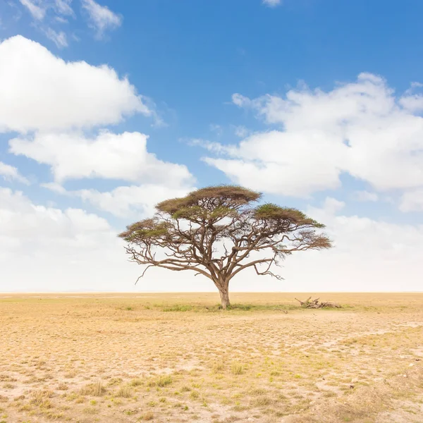 Albero di acacia solitario nella savana africana in Kenya . — Foto Stock