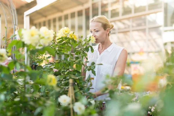 Hermosa cliente femenino sosteniendo y oliendo rosas amarillas florecientes en maceta en invernadero . —  Fotos de Stock