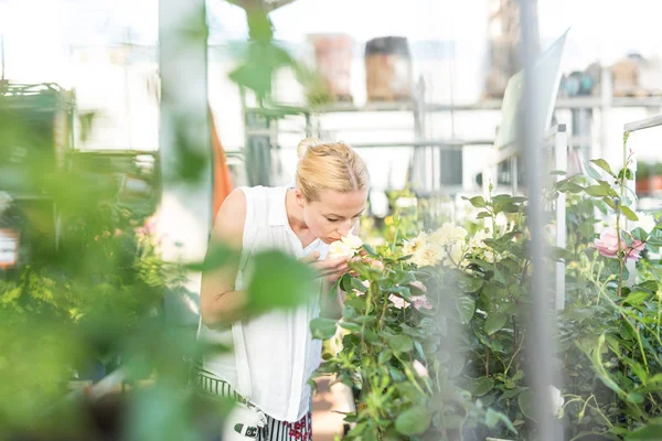 Vackra kvinnliga kunden innehar och doftande blommande gul krukrosor i växthus. — Stockfoto