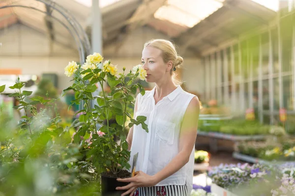 Beautiful female customer holding and smelling blooming yellow potted roses in greenhouse. — Stock Photo, Image