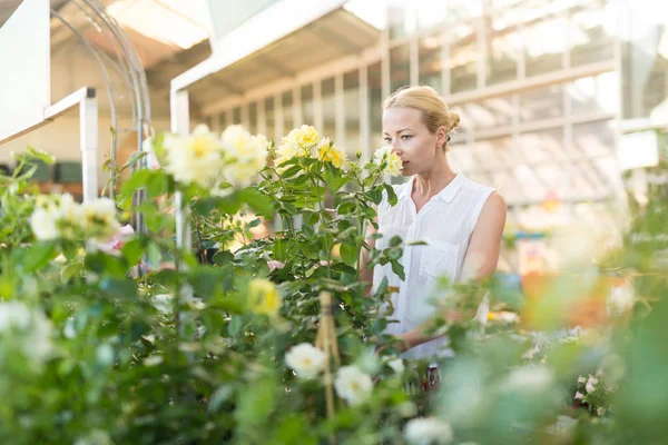 Vackra kvinnliga kunden innehar och doftande blommande gul krukrosor i växthus. — Stockfoto