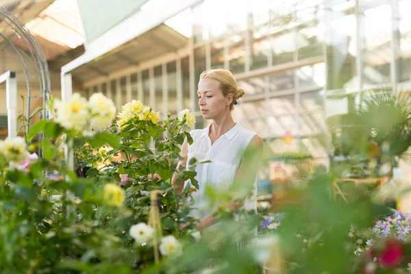 Vackra kvinnliga kunden innehar och doftande blommande gul krukrosor i växthus. — Stockfoto